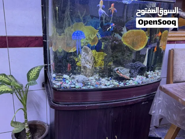 حوض سمك  طوله  متر والعرض متر  بدون الميز طول بس وياه