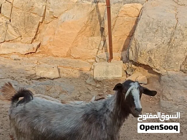 شاه من حلال بني سعيد مال حليب ماشاء الله