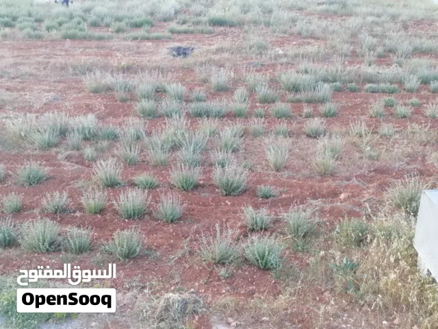 زعتر بري  موجود في جرش / قفقفا