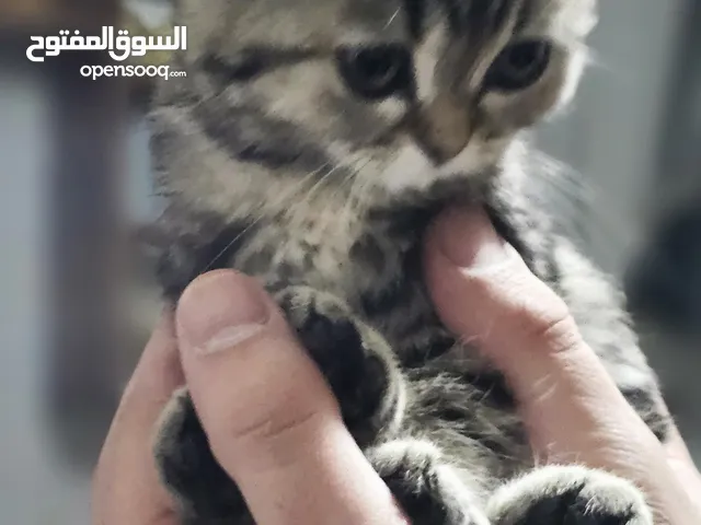 سكوتش فولد