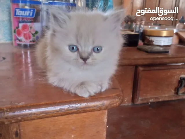 قطط للبيع همالايا ما شاء الله العمر شهر ونص