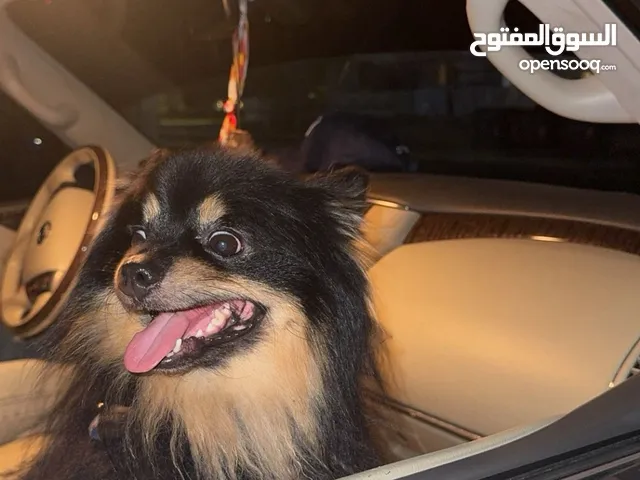 كلب برومنيان  عمره سنة عليه جواز صحته ممتازة جدا