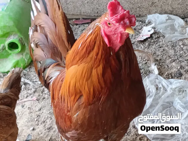 ديج عربي جاهز للتزاوج مال بيت