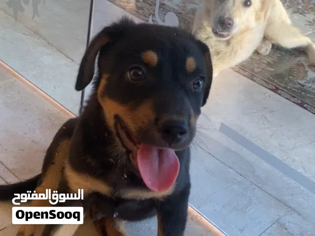كلب روت وايلر شهرين ذكر مطعم