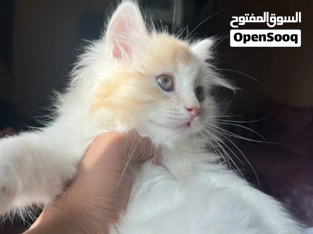 قط شيرازي صغير متدرب