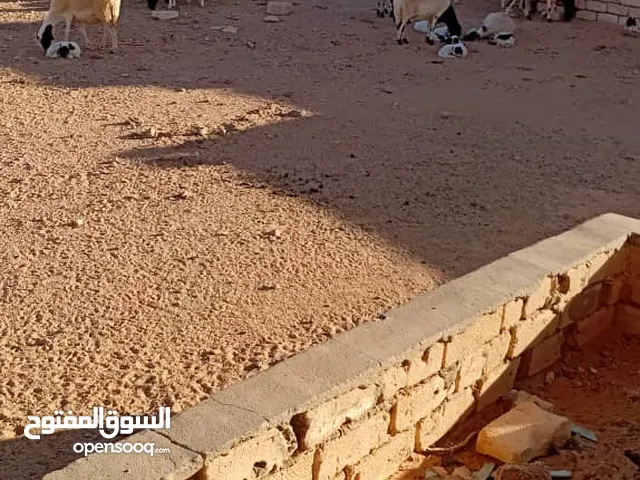 يوجد سعي الله يبارك حاجه نظيفه للبيع تقريبي 70 راس رقم صاحب الرزق