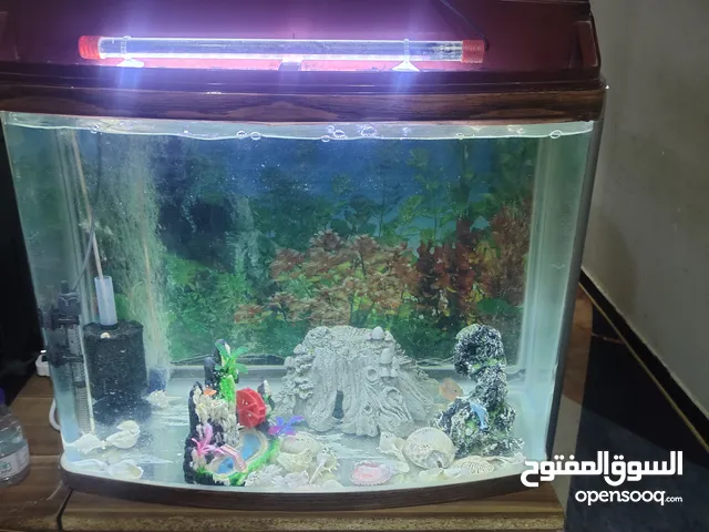 حوض سمك للبيع 60 في 50 مع زوج سمك جولي