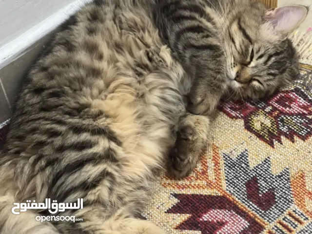 ذكر سيبيري اليف و نظيف  شعر ناعم و طويل  صحه ممتازه