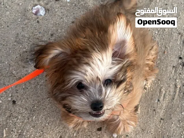 مالتيبو العمر 4 شهور معى جوازه و مخلص تطعيماته و جميع الي عليه و مافيه شي و لعوب