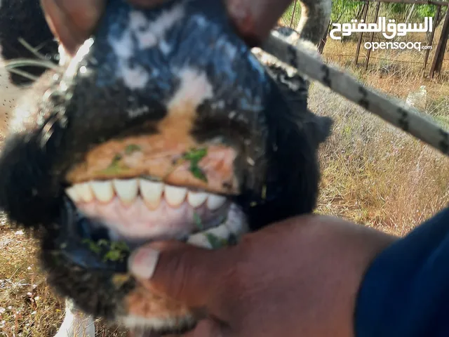 بقرة تحلب وعشرة