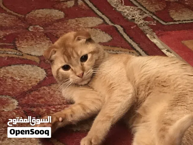 بزون سكوتش فولد