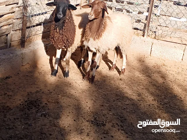 تلاته فظايم للبيع