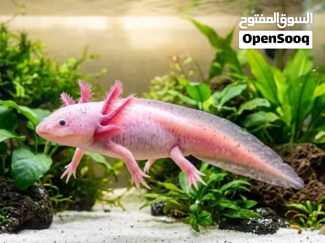 حيوان الأكسولوتل (سمندل المكسيك) - الكائن اللطيف والنادر!