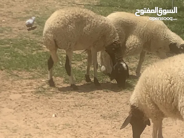 نعجتين للبيع وحدة تحتها خروف