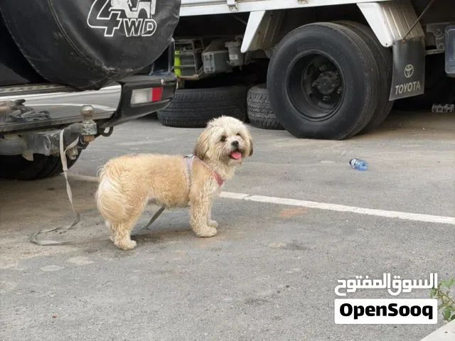 مالتيز نثية اصليه