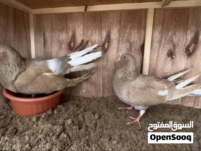 كوبيا مالطي مصوقره حاجه مفيش منها الله يبارك