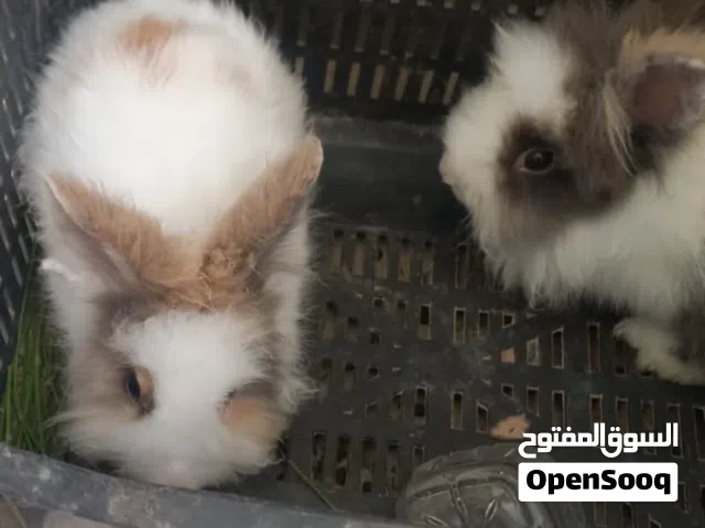 ارانب للبيع