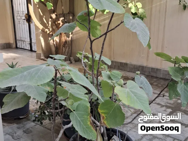 للبيع اصيص تين مثمر