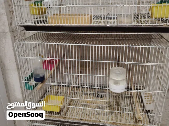 مطاير حجم كبير 75*48*40 عدد 3 قفص اربع معالف سوري نضيف عدد1