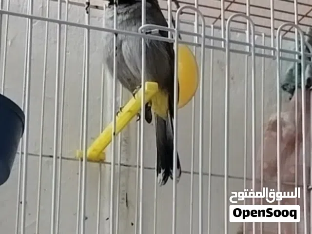 سلام عليكم بلبل بصراوي