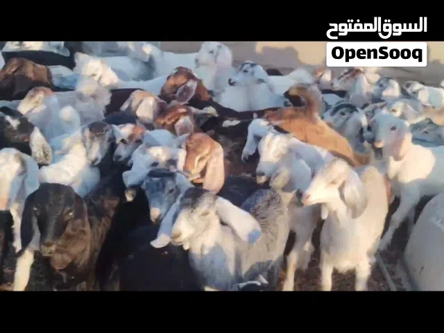 للبيع ذبايح محلية