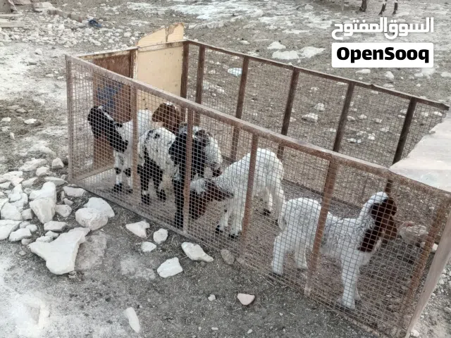10 نعاج 3 ثناية 1 ثلاث حبات 1 رباع 4 سن نظيف معهن 8 طيليان 4 عبر و4 خرفان 3 رغث ما معهن بهم توم