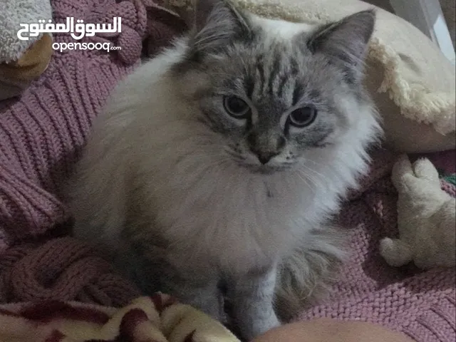 برمان نوعيتو