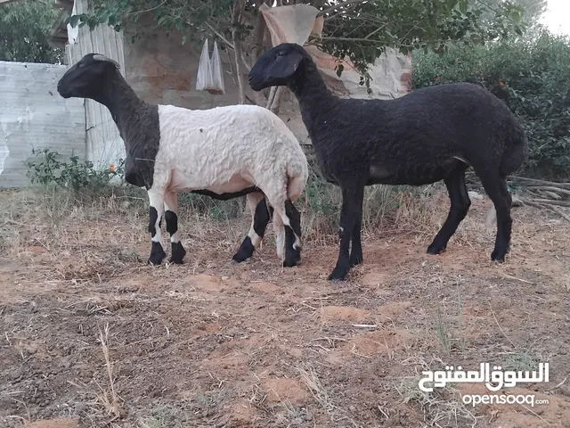 غنم ربي يبارك سلالة