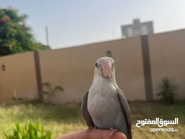 عصفور روز مروض فل ماشاء الله