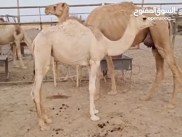 الي يدور الزين موجود ناقتين عزوف تحتهن بكره وقعود للبيع فقط