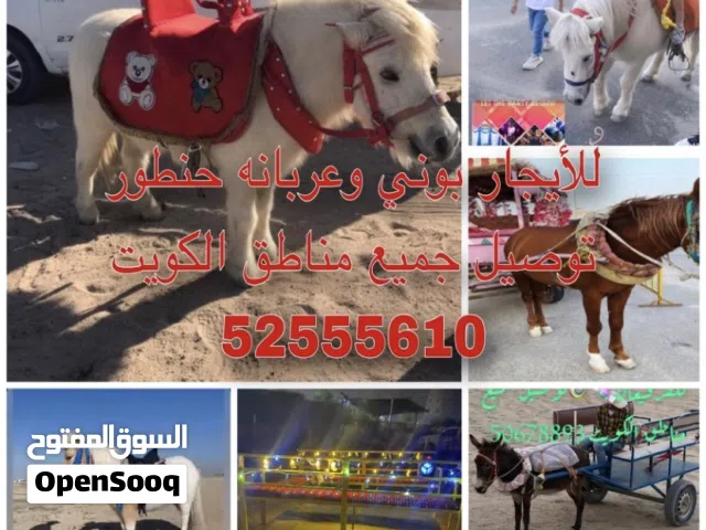 للأيجار بوني وعربانه حنطور للقرقيعان احجز الان