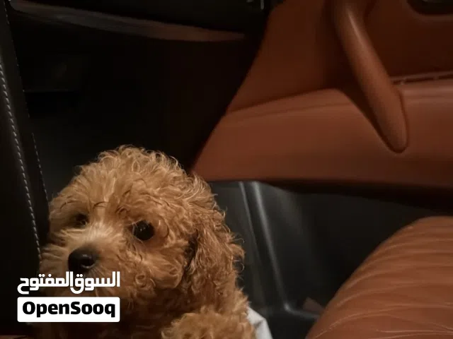 توي بودل مني متوفر ذكور و اناثي