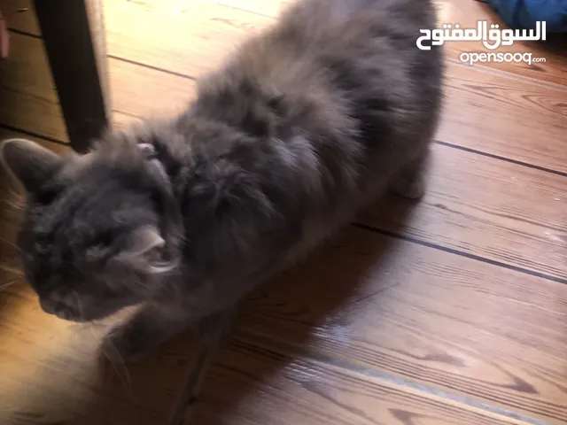 قطه شيرازي للبيع