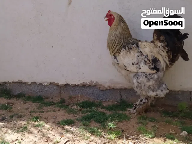 كوبياء ما شاء الله