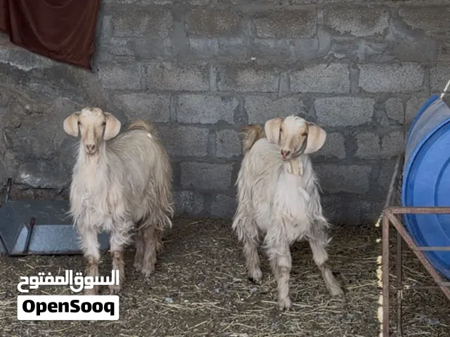 صخيلات جاموديات