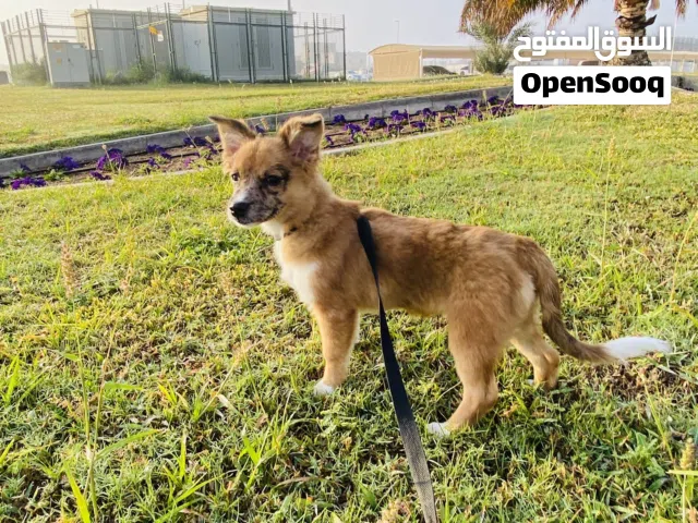 جرو استراليان شيبرد انثي