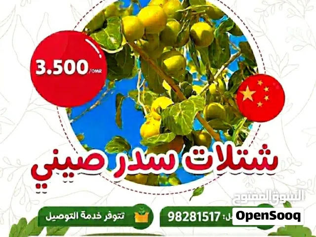 سدر ماليزي وصيني