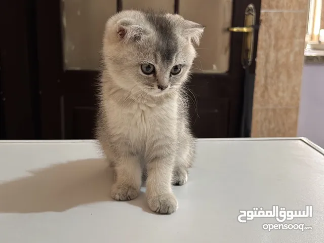 قط سكوتش فولد سلفر شيديد عمر شهرين ونص