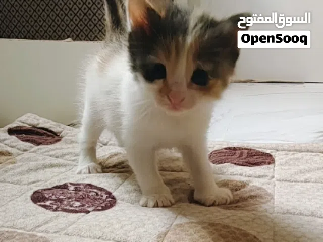 للبيع كيتتن 1ذكر و 2 أنثى