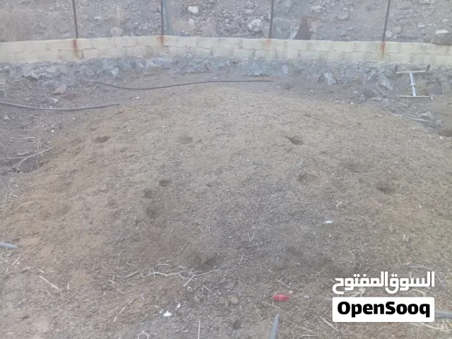 سماد غنم نظيف