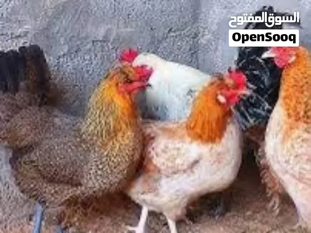 للبيع 22 دجاجة سعر الدجاجة دينار ونص فقط