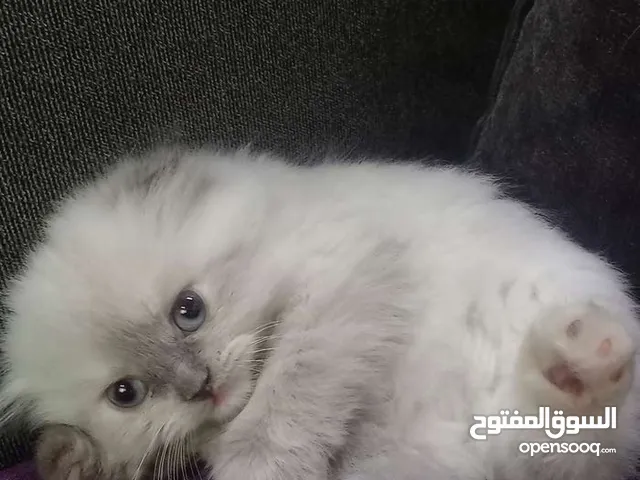 قطة للتبني عمرها ثلاث اشهر