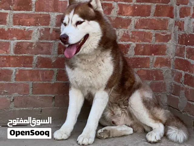 كلب هاسكي للبيع