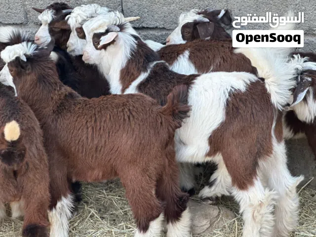 جدايا عمانيات شتويات جباليات سمان حلال طيب للتربيه وللذبح