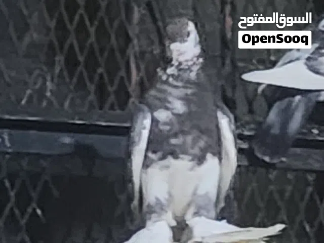 حمامة دكر ربي إيبارك