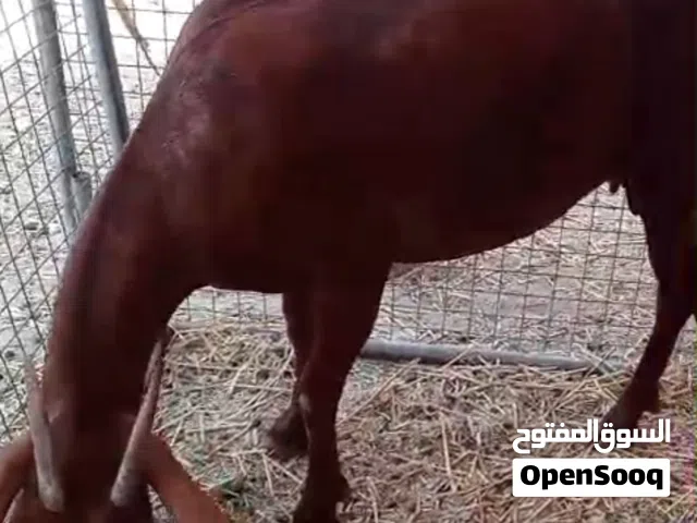 للبيع 3 أغنام طيبة وصحتها ممتازة للبيع لصاملين