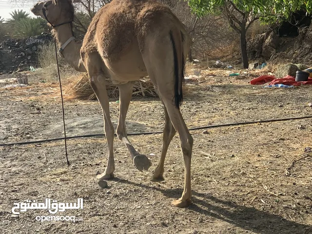 ًبكره عمانيه