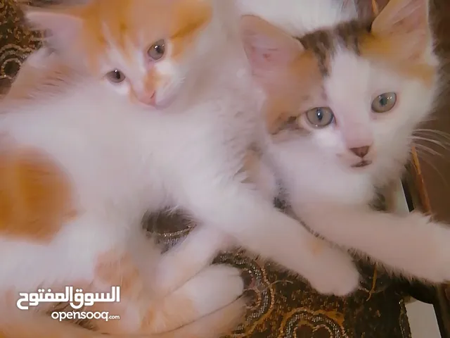 قطط للتبني