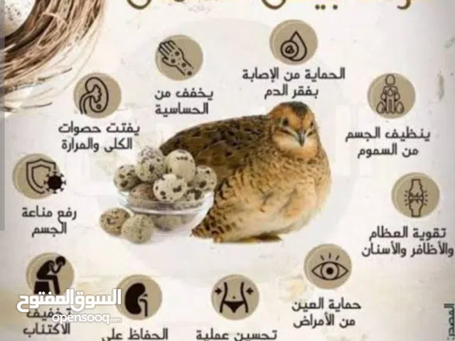 بيض فري (سمان ) للأكل والمائدة 100 بيضة ب8