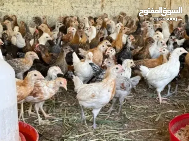 صيصان حجم كبير